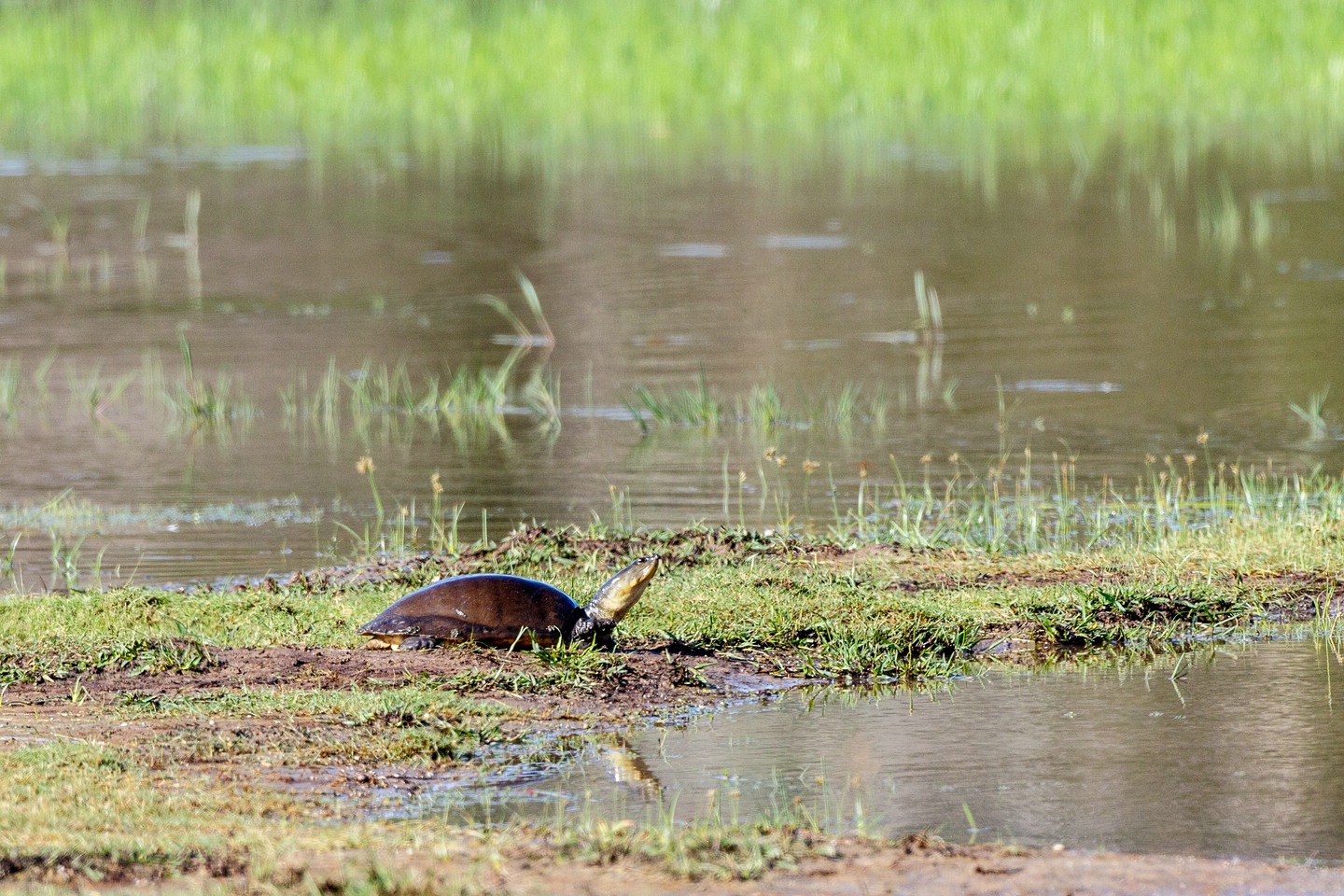 Indische Klappen-Weichschildkröte